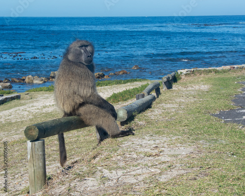 A big male Chacma Baboon sits on a railing to look around at Cape Point in South Africa