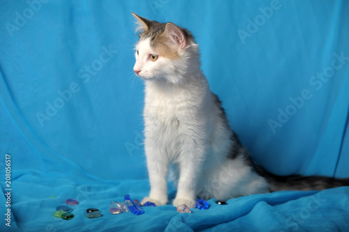 young cat turkish van photo