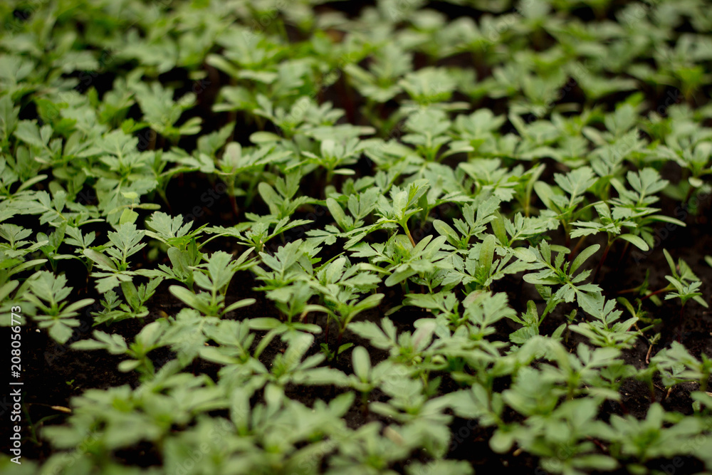 Growing seedlings in peat pots. Plants in sunlight in modern botany greenhouse Growing seedlings in peat pots. Plants in sunlight in modern botany greenhouse
