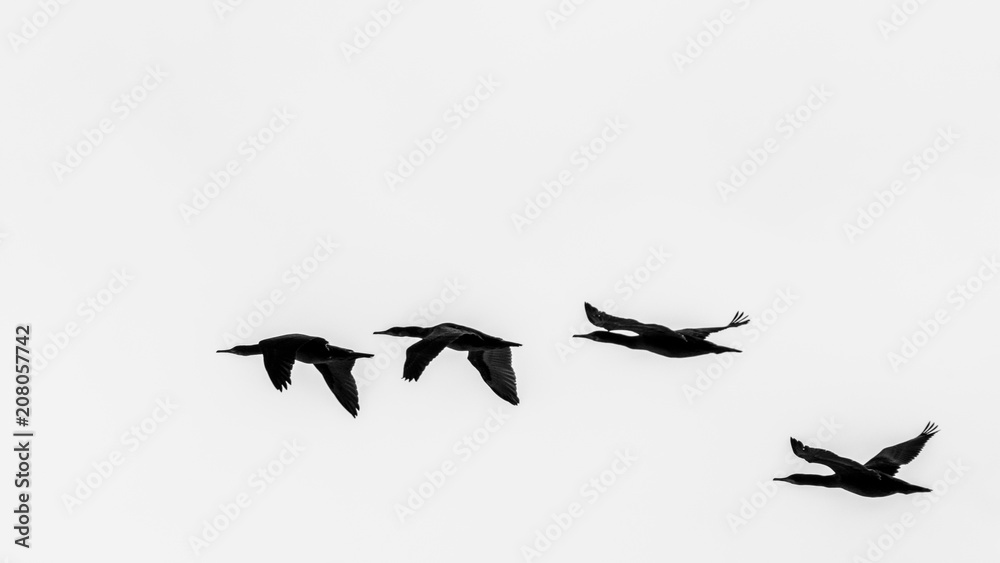 A flock of cormorants fly along the beach at sunset A flock of cormorants fly along the beach at sunset