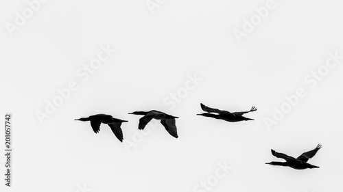 A flock of cormorants fly along the beach at sunset