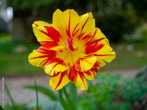 Fototapeta Naklejka Na Ścianę i Meble -  Beauty of daisy flower with a ladybug on it in the garden, on the foreground.