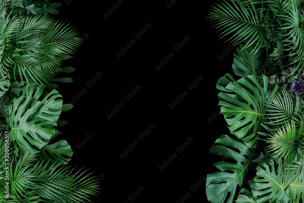 Dark Green Palm Plant On Black Background by Stocksy Contributor