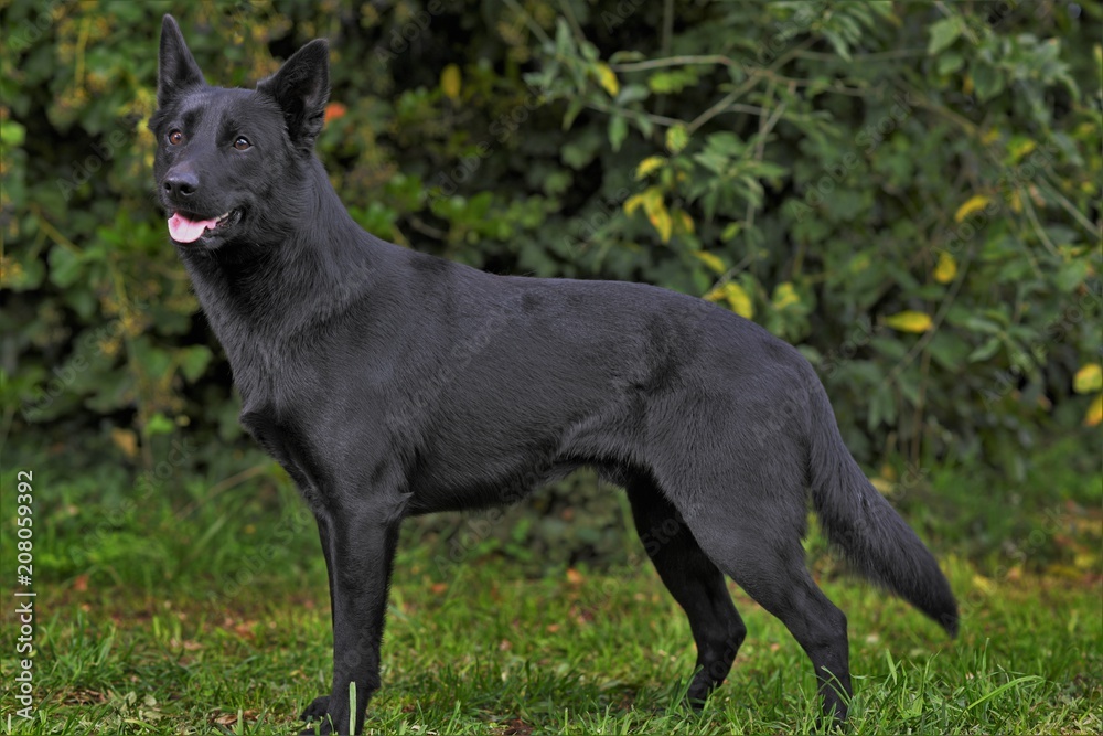 Black kelpie 2025