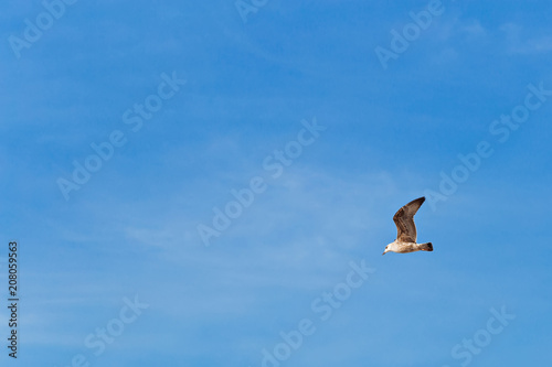 view from the side of the seagull flying against the background of the blue sky