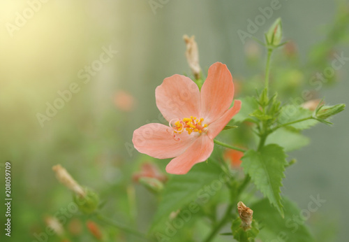 Hibiscus Flower with blurred background with sunlight