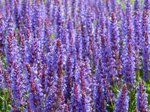 Sage flowers in the summer field. Salvia officinalis  healing plant background