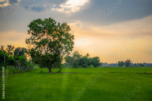 Rice field green grass blue sky cloud cloudy landscape background