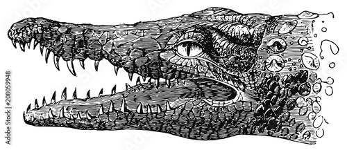 crocodile #vector #isolated - Krokodil