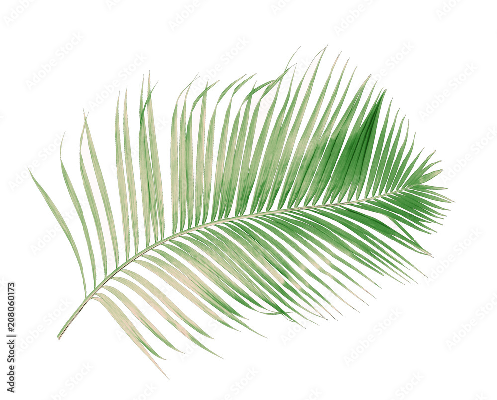 Obraz premium concept summer with green palm leaf from tropical . frond floral leaves branches tree isolated on white pattern background. flat lay, top view.