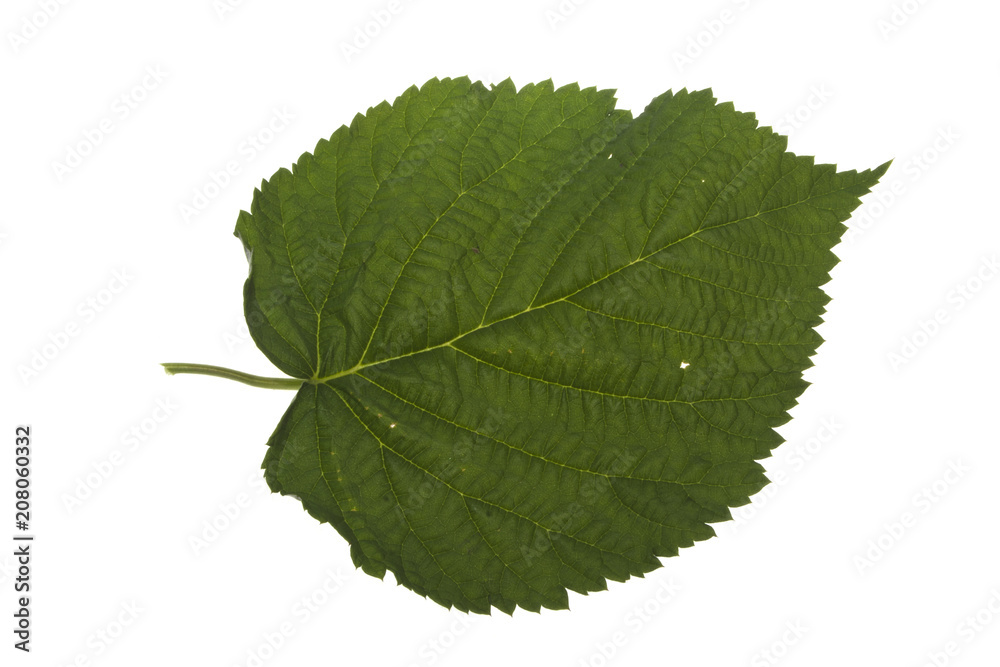 green leaf isolated on white background green leaf isolated on white background