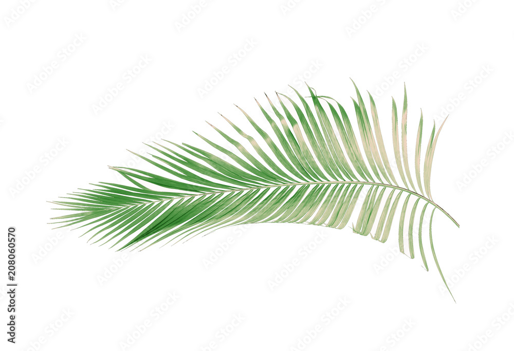concept summer with green palm leaf from tropical . frond floral leaves branches tree isolated on white pattern background. flat lay, top view. concept summer with green palm leaf from tropical . frond floral leaves branches tree isolated on white pattern background. flat lay, top view.