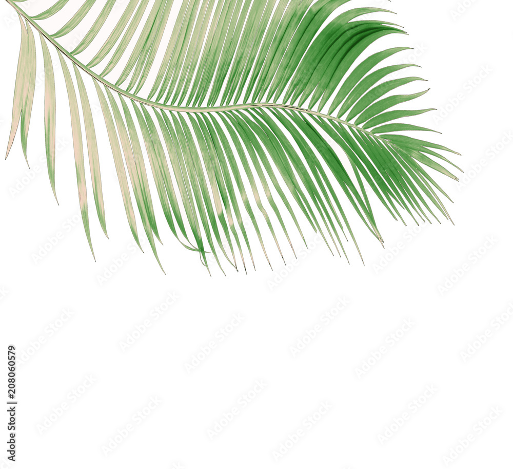 Obraz premium concept summer with green palm leaf from tropical . frond floral leaves branches tree isolated on white pattern background. flat lay, top view.
