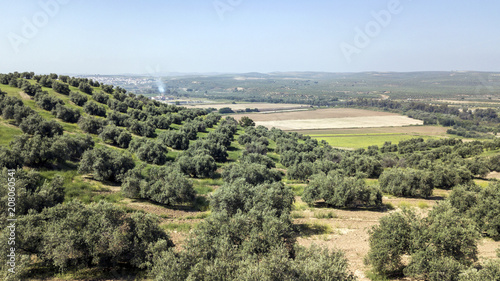 Countryside of the olive trees near mengibar, province of Jaen, Spain photo