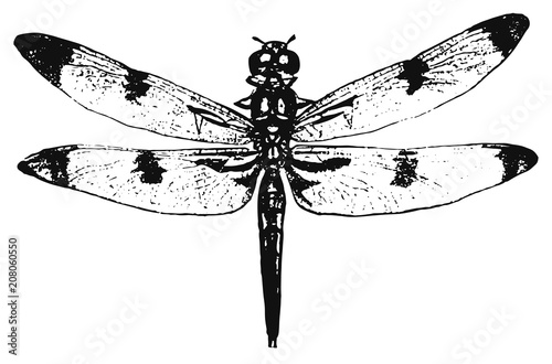 dragon-fly - odonata #vector #isolated - Libelle