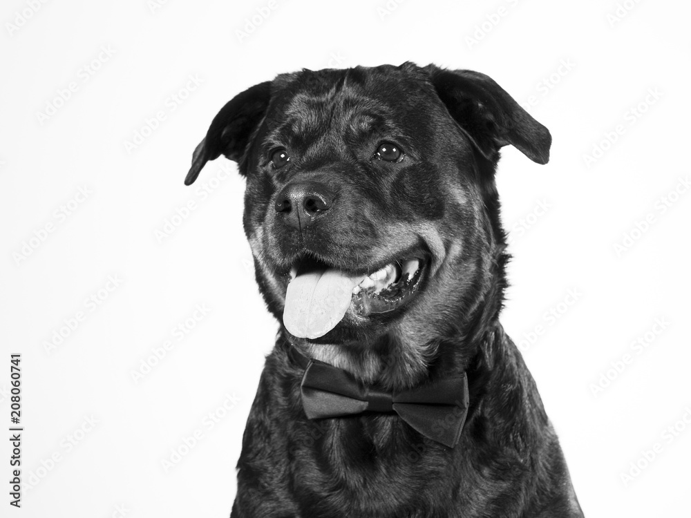 Fototapeta premium Black and white portrait of rottweiler dog.
