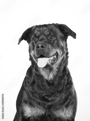 Black and white portrait of rottweiler dog.