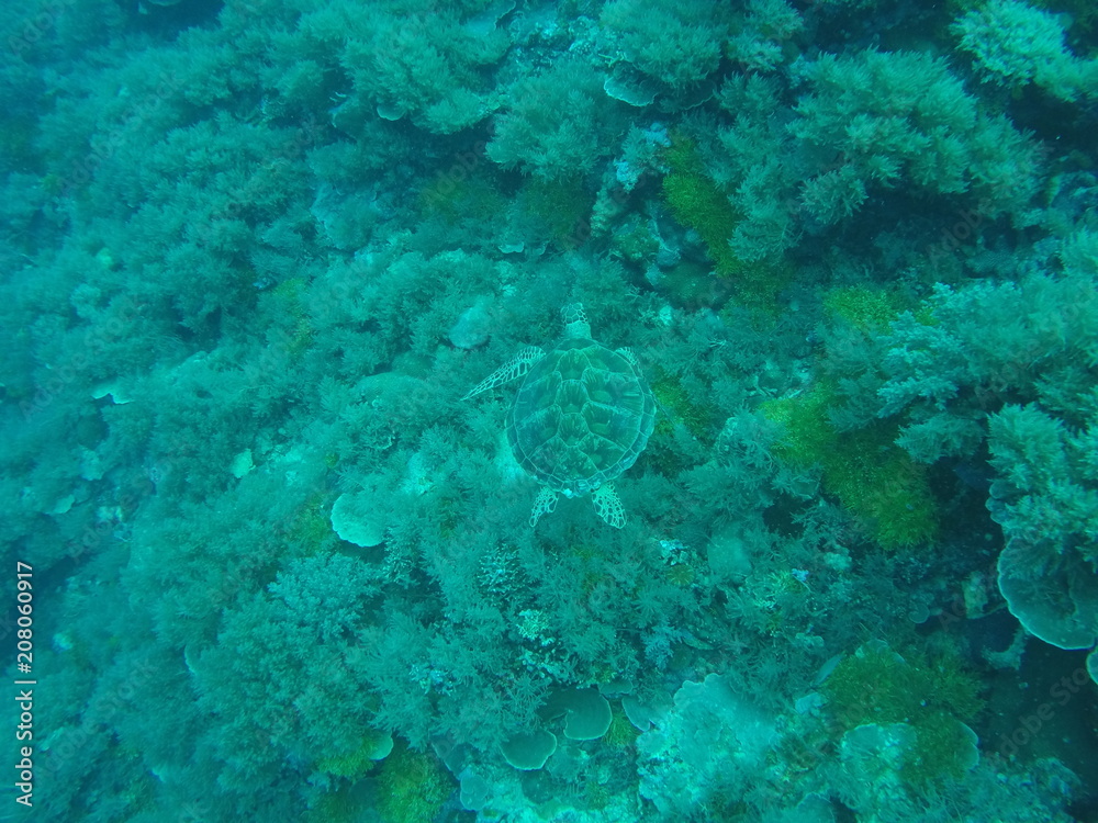 Fototapeta premium Hidden Turtle 