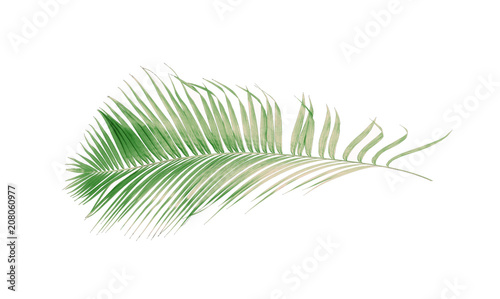 concept summer with green palm leaf from tropical . frond floral leaves branches tree isolated on white pattern background. flat lay  top view.