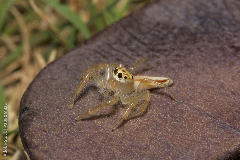 Jumping spider, Telamonia dimidiata, Salticidae, NCBS, Bangalore
