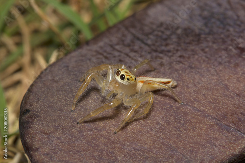 Jumping spider, Telamonia dimidiata, Salticidae, NCBS, Bangalore photo