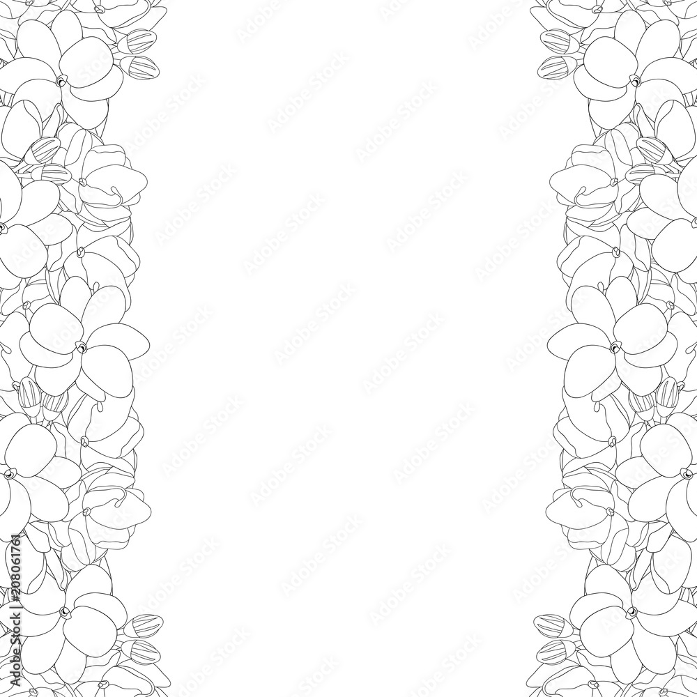 Arabian jasmine Outline Border on White Background Arabian jasmine Outline Border on White Background