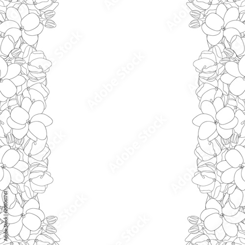 Arabian jasmine Outline Border on White Background