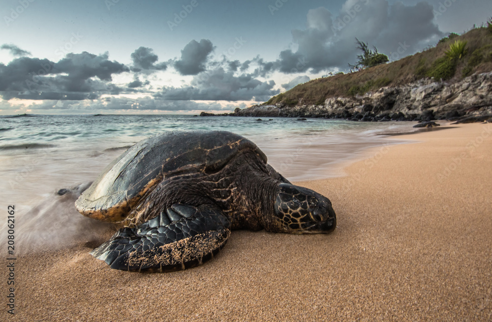 A Peacefully Resting Turtle at Sunset in Hawaii