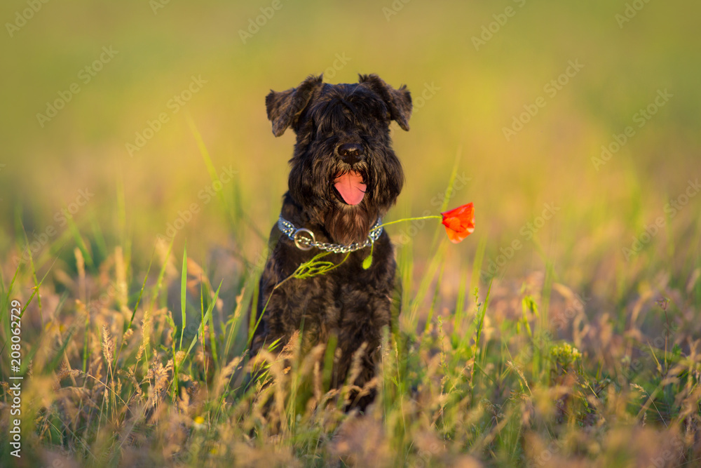 Riesen schnauzer dog close up portrait in violet flowers Riesen schnauzer dog close up portrait in violet flowers
