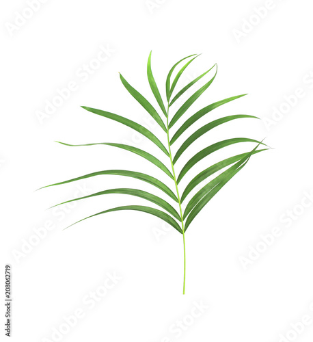 green leaf of palm tree isolated on white background