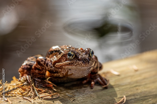 The common frog (Rana temporaria)