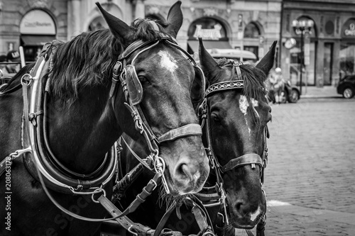 Black and white horses