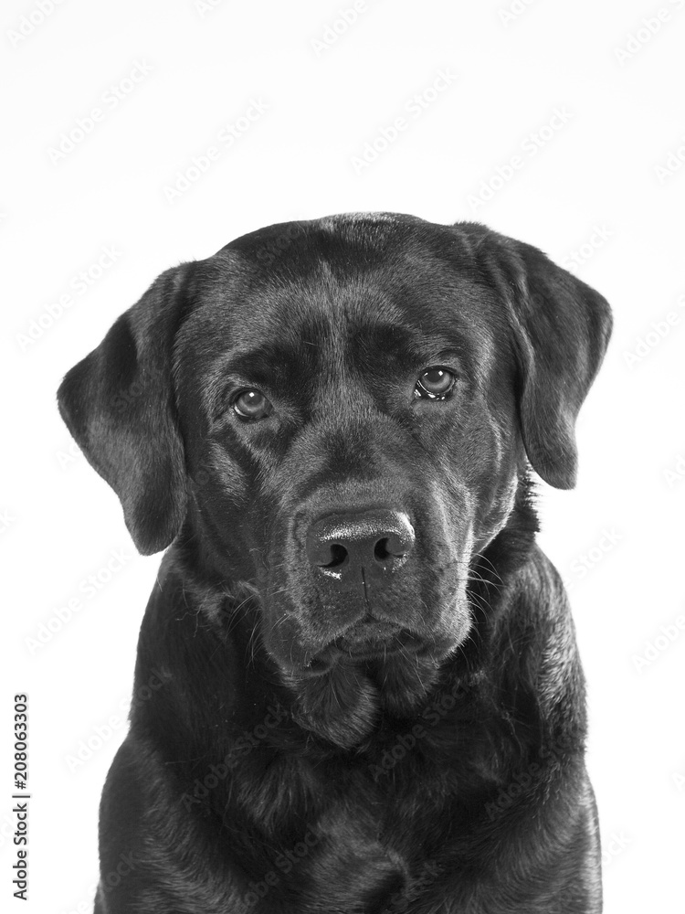 Black and white portrait of a dog isolated on white. Copy space. Dog breed is a labrador.