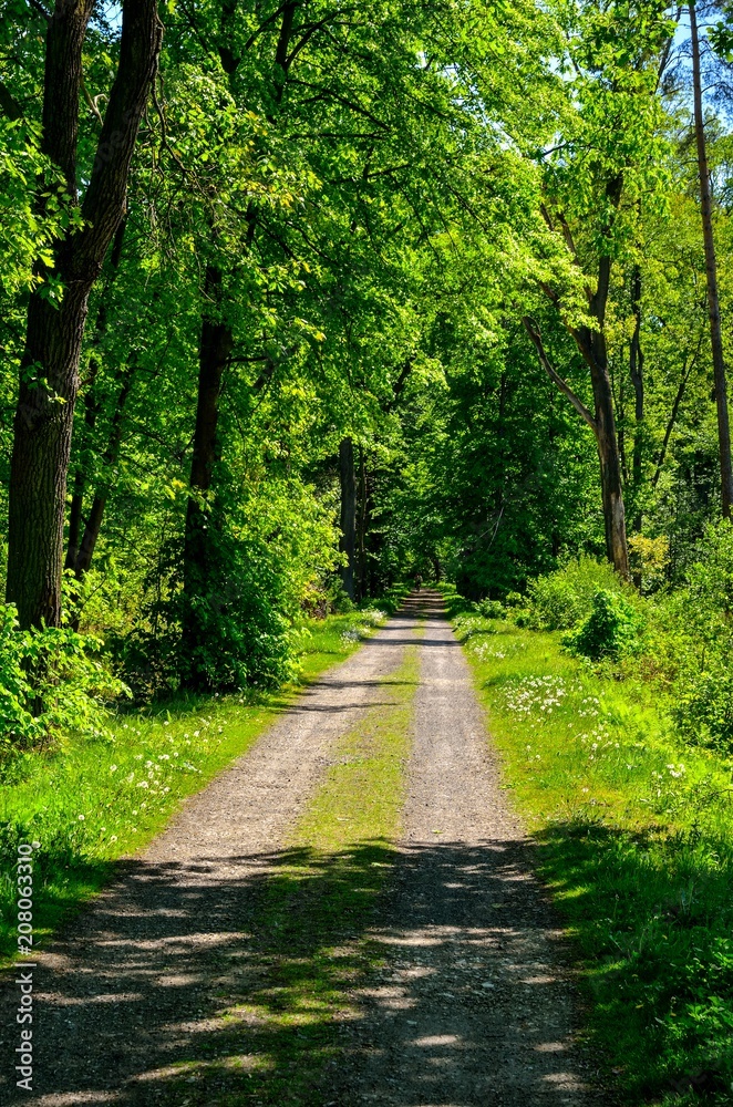 Spring forest landscape. A road among green trees.