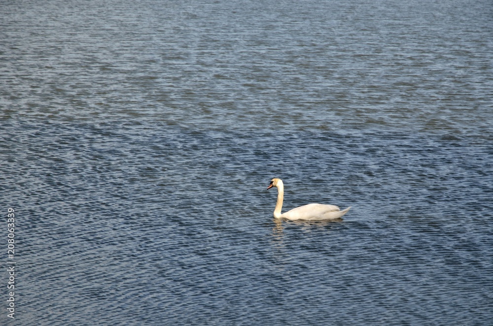 Wild bird flying. Swan in a rural pond.