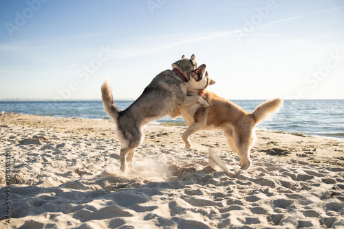 Two dogs are playing on the sea shore © Евгения Ковальчук