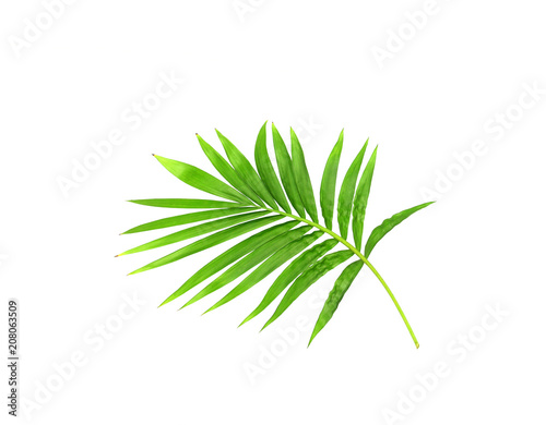 green leaf of palm tree isolated on white background