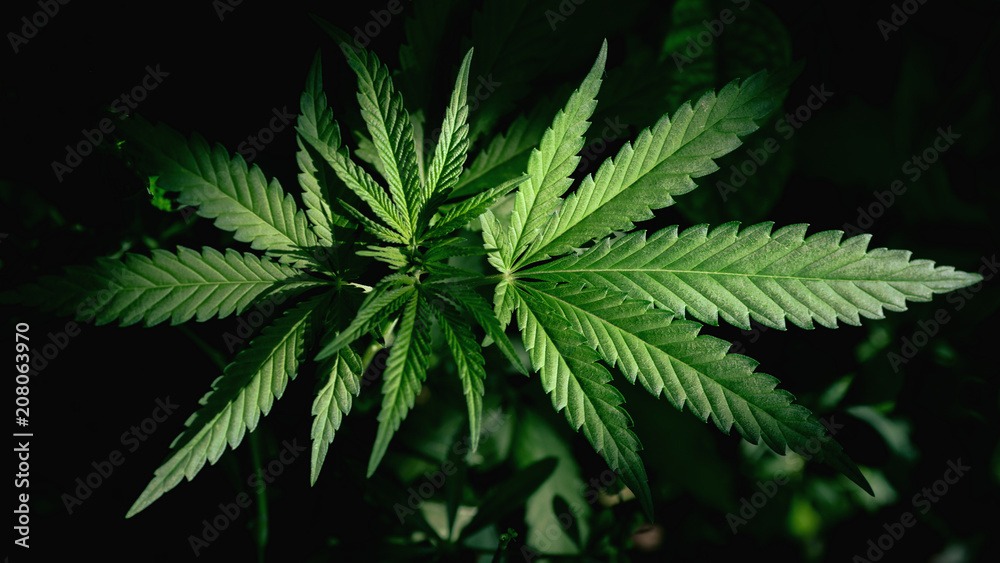 plant is fields and meadows hemp plant is fields and meadows hemp