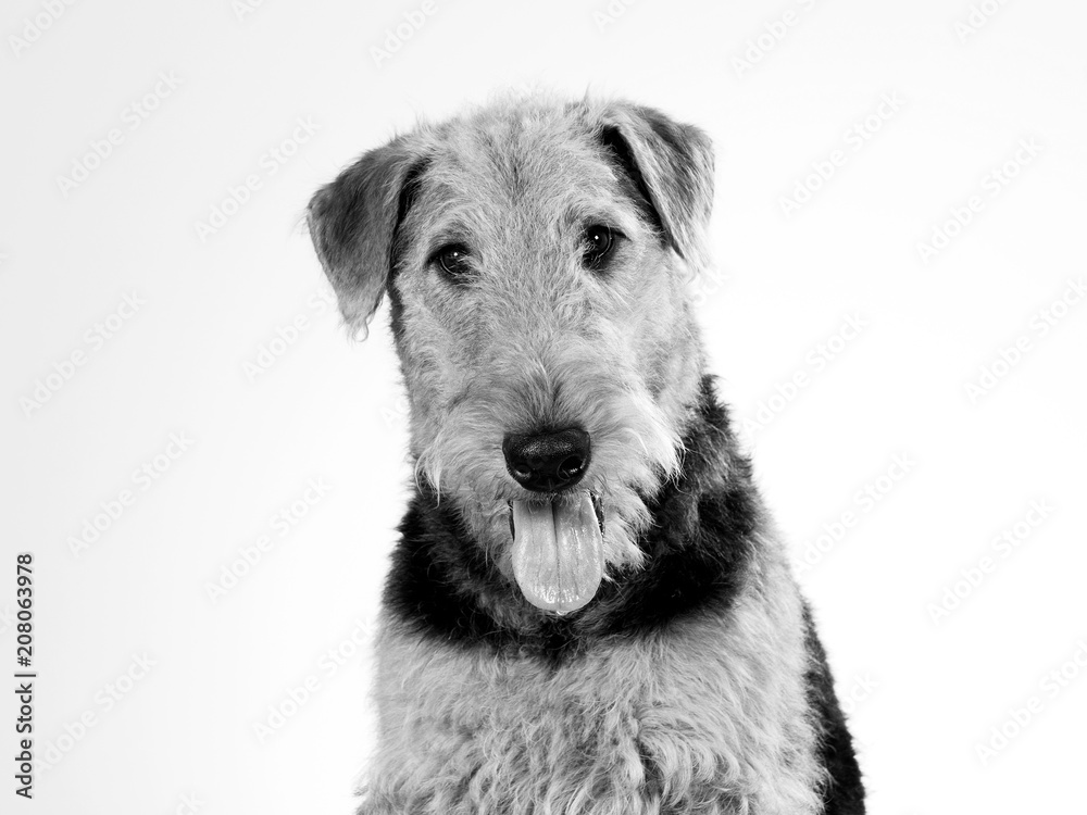 Dog portrait tongue out in black and white. Funny dog picture. Copy space. Airedale terrier isolated on white. Dog portrait tongue out in black and white. Funny dog picture. Copy space. Airedale terrier isolated on white.