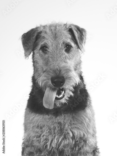 Dog portrait tongue out in black and white. Funny dog picture. Copy space. Airedale terrier isolated on white.