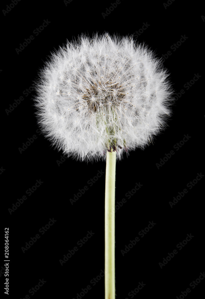 Fototapeta premium dandelions isolated on a black background