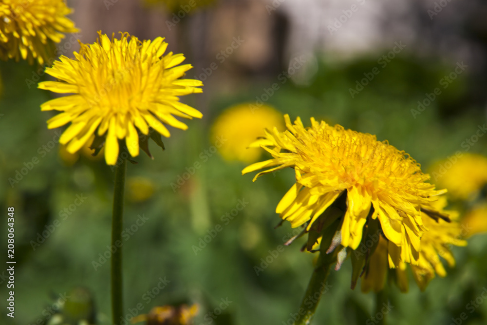 spring landscape yellow dandelion flowers in the grass spring landscape yellow dandelion flowers in the grass