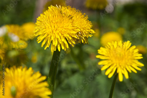 spring landscape yellow dandelion flowers in the grass