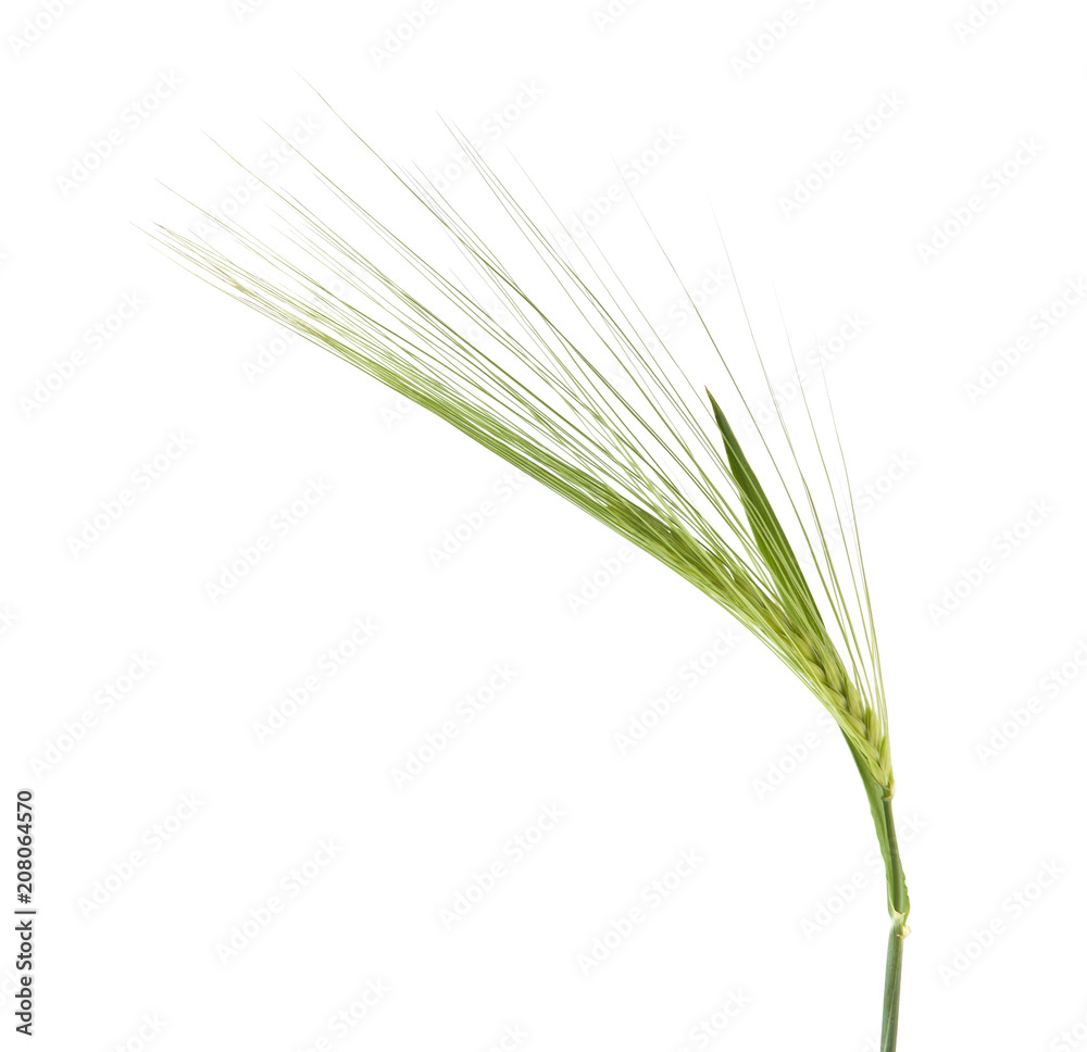 green spikelets isolated on white background green spikelets isolated on white background