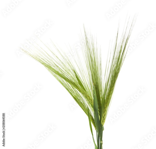 green spikelets isolated on white background