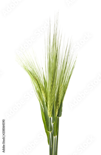 green spikelets isolated on white background