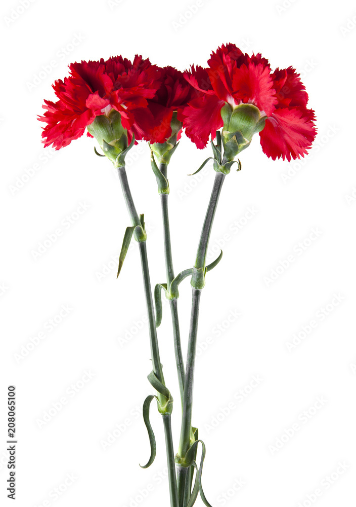 red carnation flowers isolated on white background red carnation flowers isolated on white background