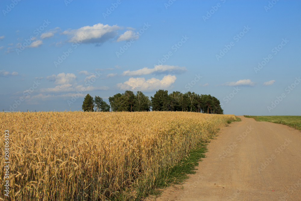 Country road along a field of rye. Summer landscape.