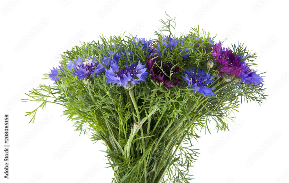 flowers of Centaurea isolated on white background