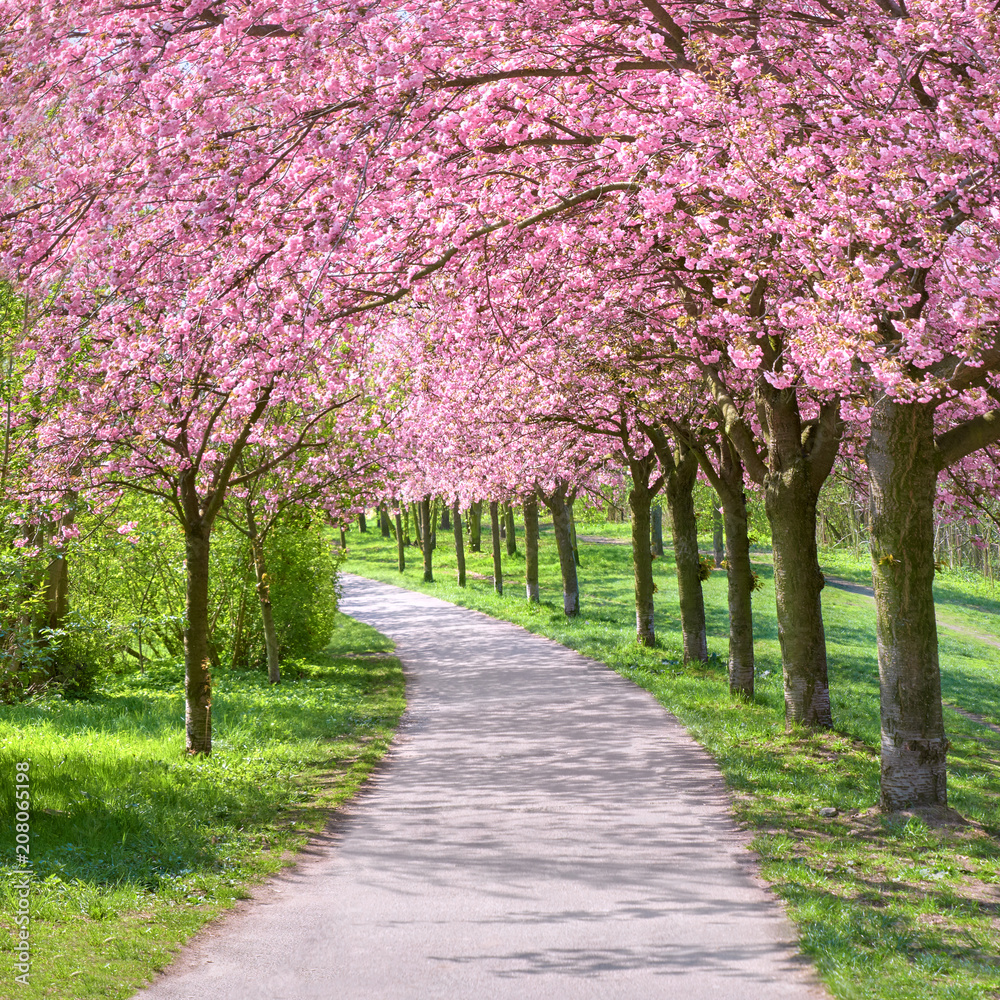 Alley of blossoming cherry trees following the path of the former Wall in Berlin, Germany